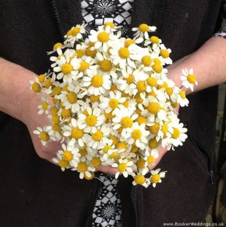 White and Yellow Daisy Flowergirl Bouquet
