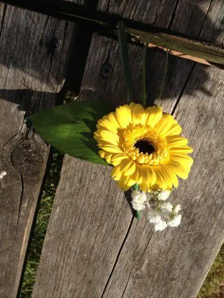 Yellow Germini and Gypsophila Buttonhole