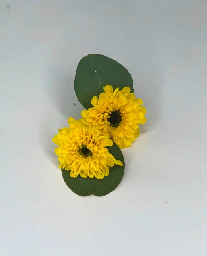 Yellow Viking Santini Buttonhole