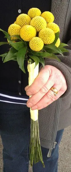 Craspedia Bridesmaid Bouquet